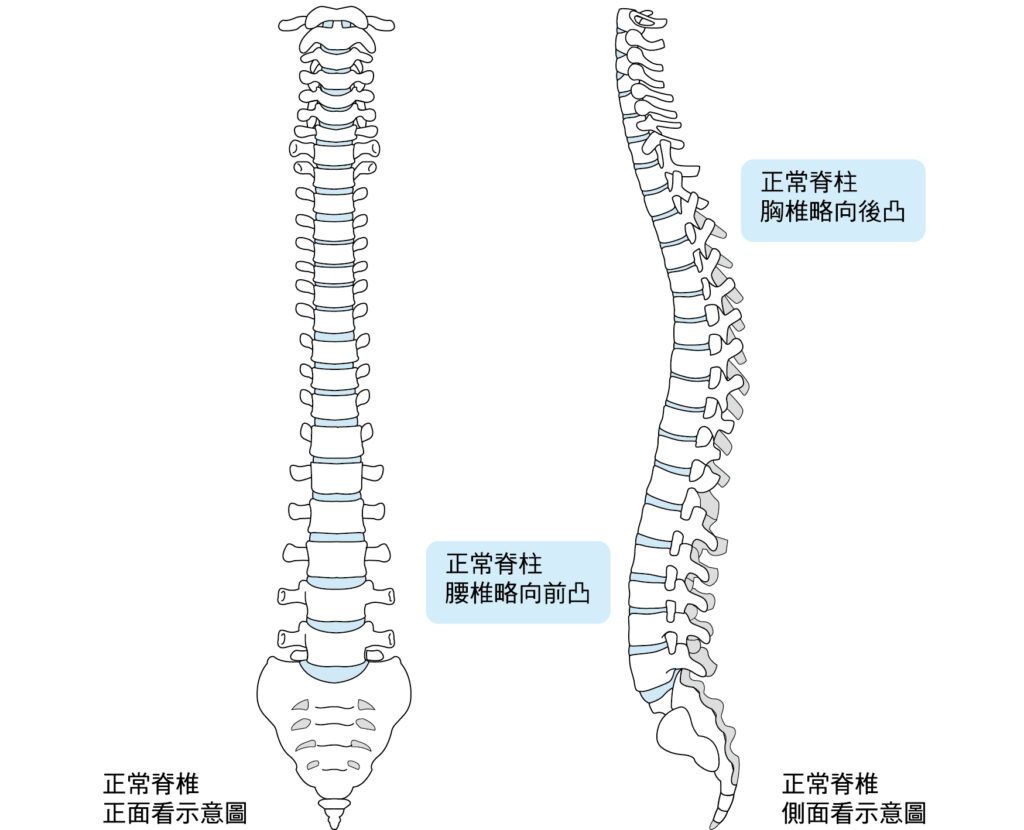 正常脊椎的正面與側面示意圖