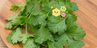 Coriander Benefits