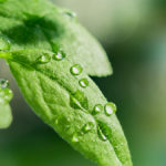 Drops Transparent Water Green Leaves Macro