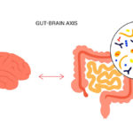 Gut Brain Axis