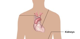 世界多囊腎關注日 高風險族群 4種診斷確認是否罹患多囊腎 ？